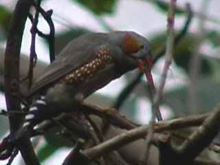 Bei uns in Steinen (D ) L&ouml;rrach triffst Du noch ein paar ganz verr&uuml;ckte Affen